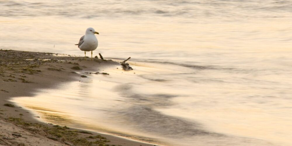 まとめ: 西海岸のトロピカルなパヒュームライン