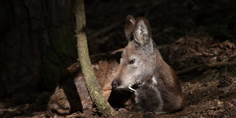 ムスクに使われる香料