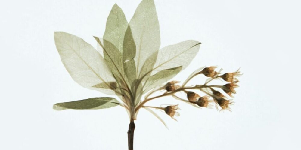 【オ・パフメ】シリーズとは？