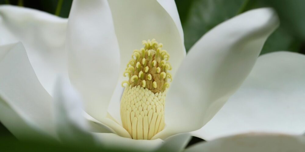 トップノート"爽やかでスパイシーなフローラル"