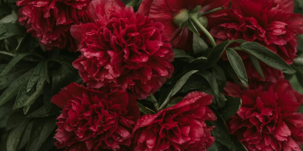 ミドルノート"深みを感じるフローラル"